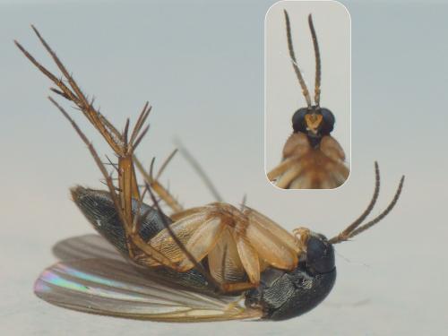 Réf. 243 833 : Epicypta aterrima